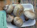 Agaricus spissicaulis - Gedrungener Egerling - Bad Schmiedeberg
